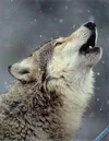 wolf.webp