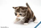 cute_cat102.webp