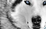 White_Wolf.webp