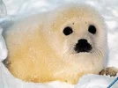 baby_seal.webp