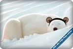 Sleeping_Polar_Bea.webp