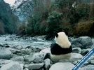 keren-su-giant-panda-eating-bamboo-by-the-river-wolong-panda-reserve-sichuan-china.webp