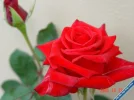 hongnhung.webp