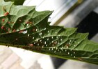 lacewing eggs cropped 3.jpg