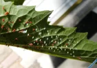 lacewing eggs cropped 3.webp