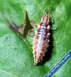 lacewinglarva.webp