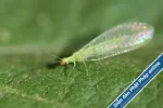 lacewing.webp