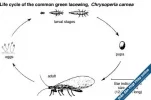 chrysoperla.diag.webp