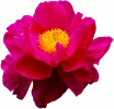 hoa sen.webp
